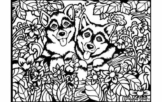 Tataruga Malset Samtbild Huskys A4