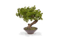 Botanic-Haus Bonsai Pinus in Schale H:40 cm, D: 30 CM
