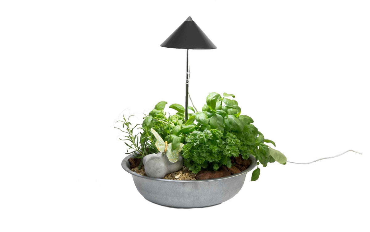 Venso Solutions SunLite Pflanzenleuchte in Grau über Kräutern in einer Pflanzschale