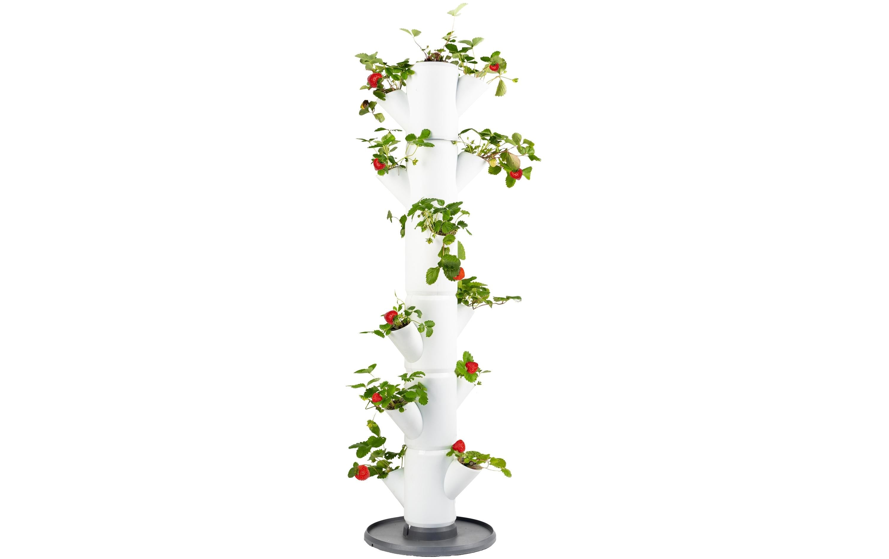 Gusta Garden Aufzuchttöpfe Kunststoff Weiß 12 cm SISSI STRAWBERRY Garten & Outdoor > Pflanzen > Pflanzengefäße Gusta Garden