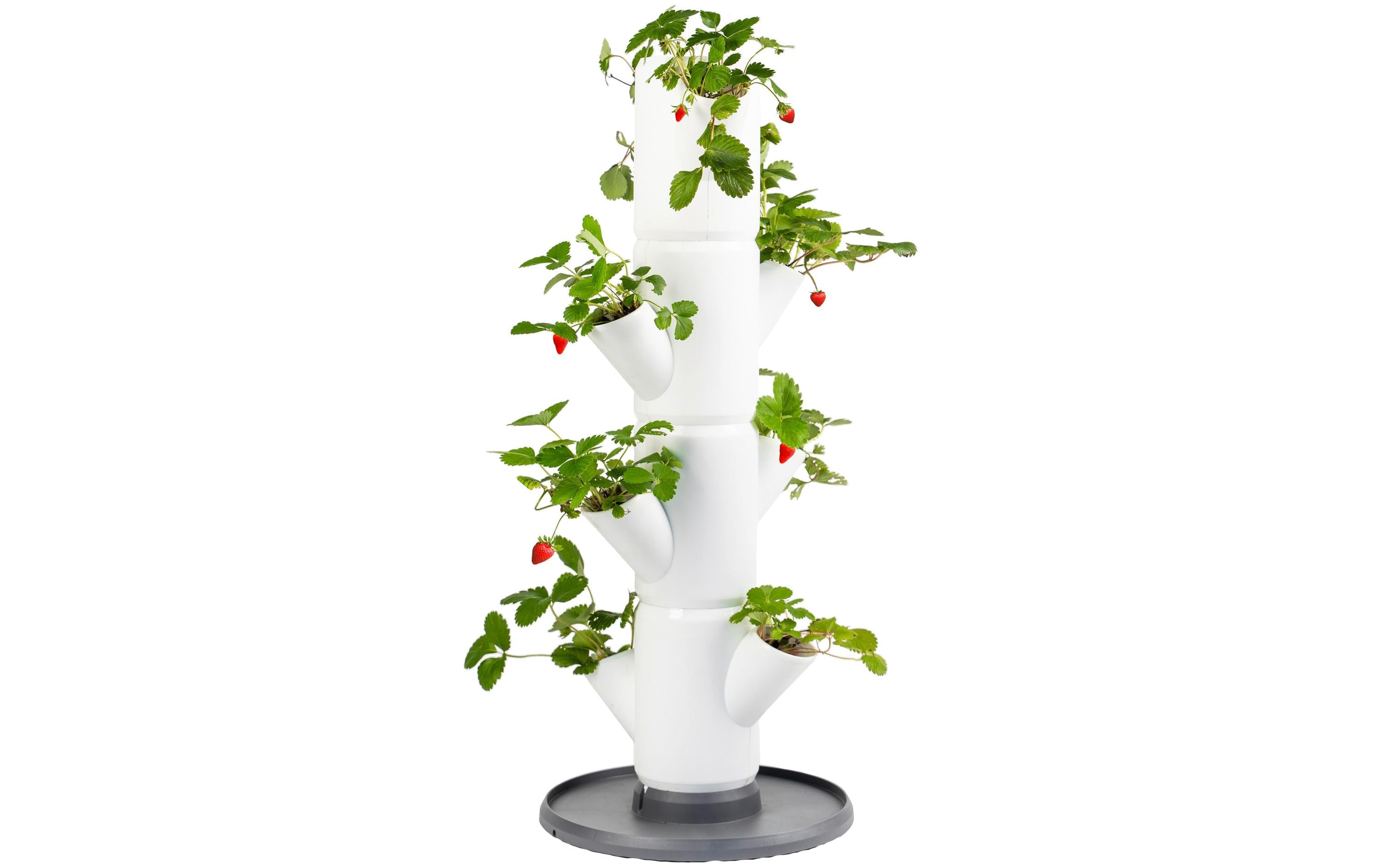 Gusta Garden SISSI STRAWBERRY Aufzuchttöpfe aus umweltfreundlichem Kunststoff in Weiß, 10 cm Garten & Outdoor > Pflanzen > Pflanzengefäße Gusta Garden