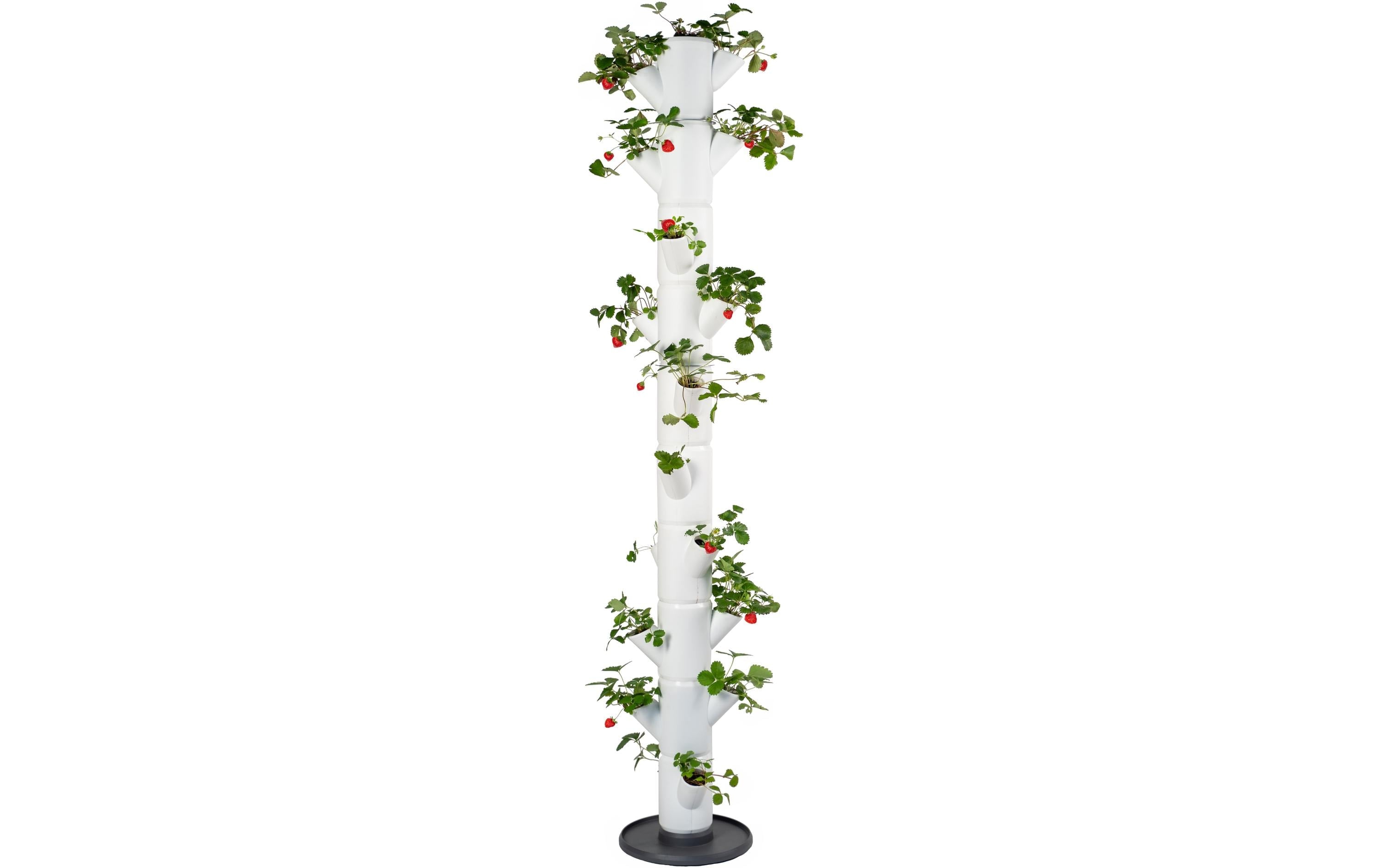 Gusta Aufzuchttöpfe SISSI STRAWBERRY Kunststoff Weiss Garten & Outdoor > Pflanzen > Pflanzengefäße Gusta Garden