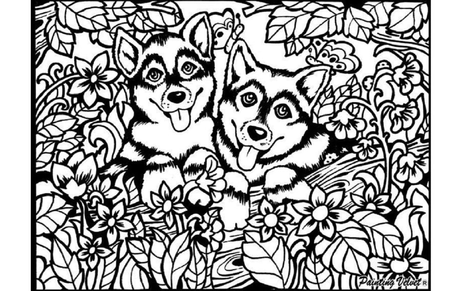 Tataruga Malset Samtbild Huskys A4