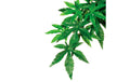 Exo Terra Regenwaldpflanze Abuliton
