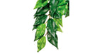Exo Terra Regenwaldpflanze Fikus
