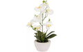 Botanic-Haus Phaleanopsis Weiss im Topf 67x55cm(HxB),Kunstst.,Spinnst.,Keramik