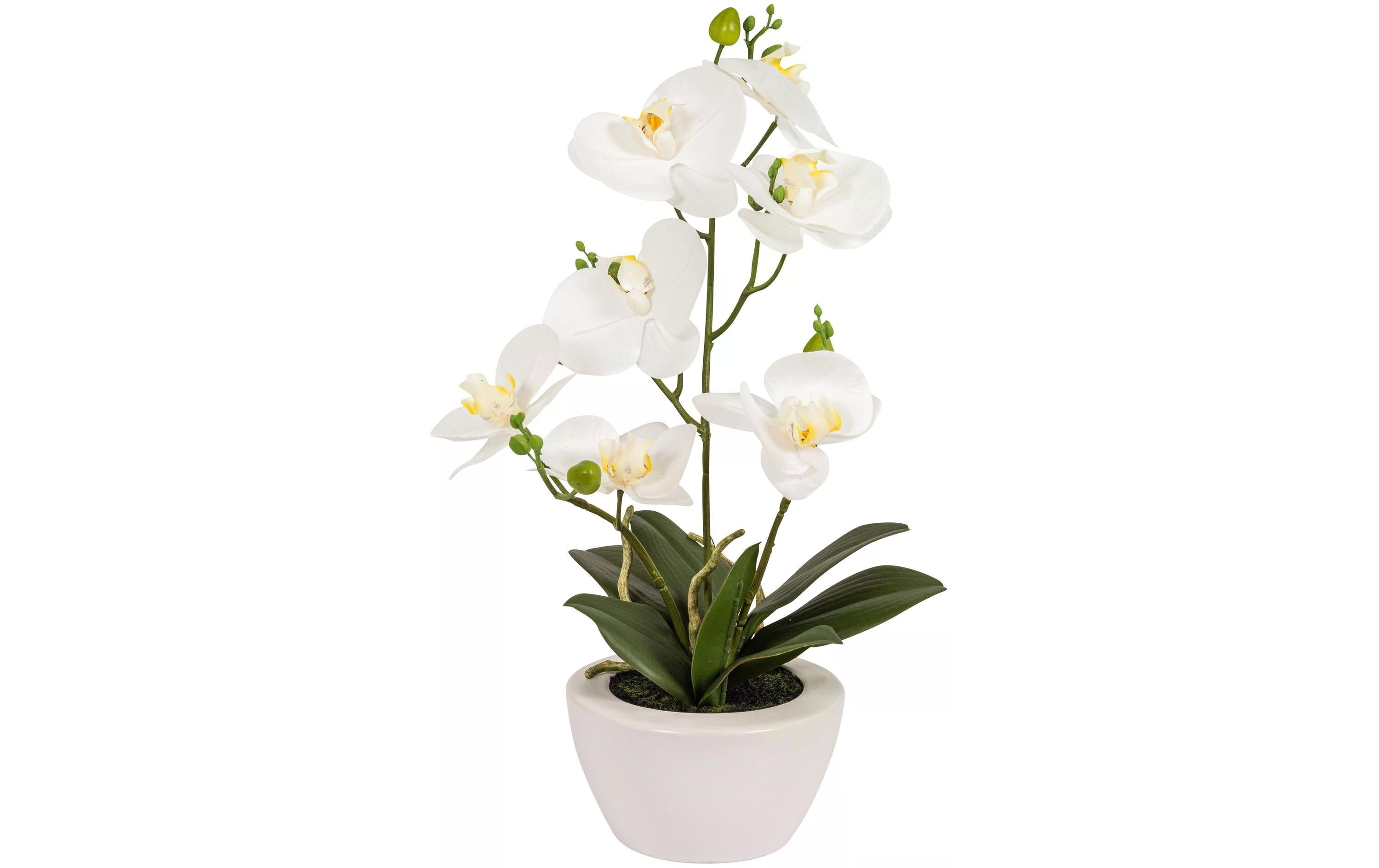 Botanic-Haus Phaleanopsis Weiss im Topf 67x55cm(HxB),Kunstst.,Spinnst.,Keramik