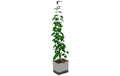 Gusta Garden CURT CUCUMBER Grauer Gurkentopf Keramik 20 cm Garten & Outdoor > Pflanzen > Pflanzengefäße Gusta Garden