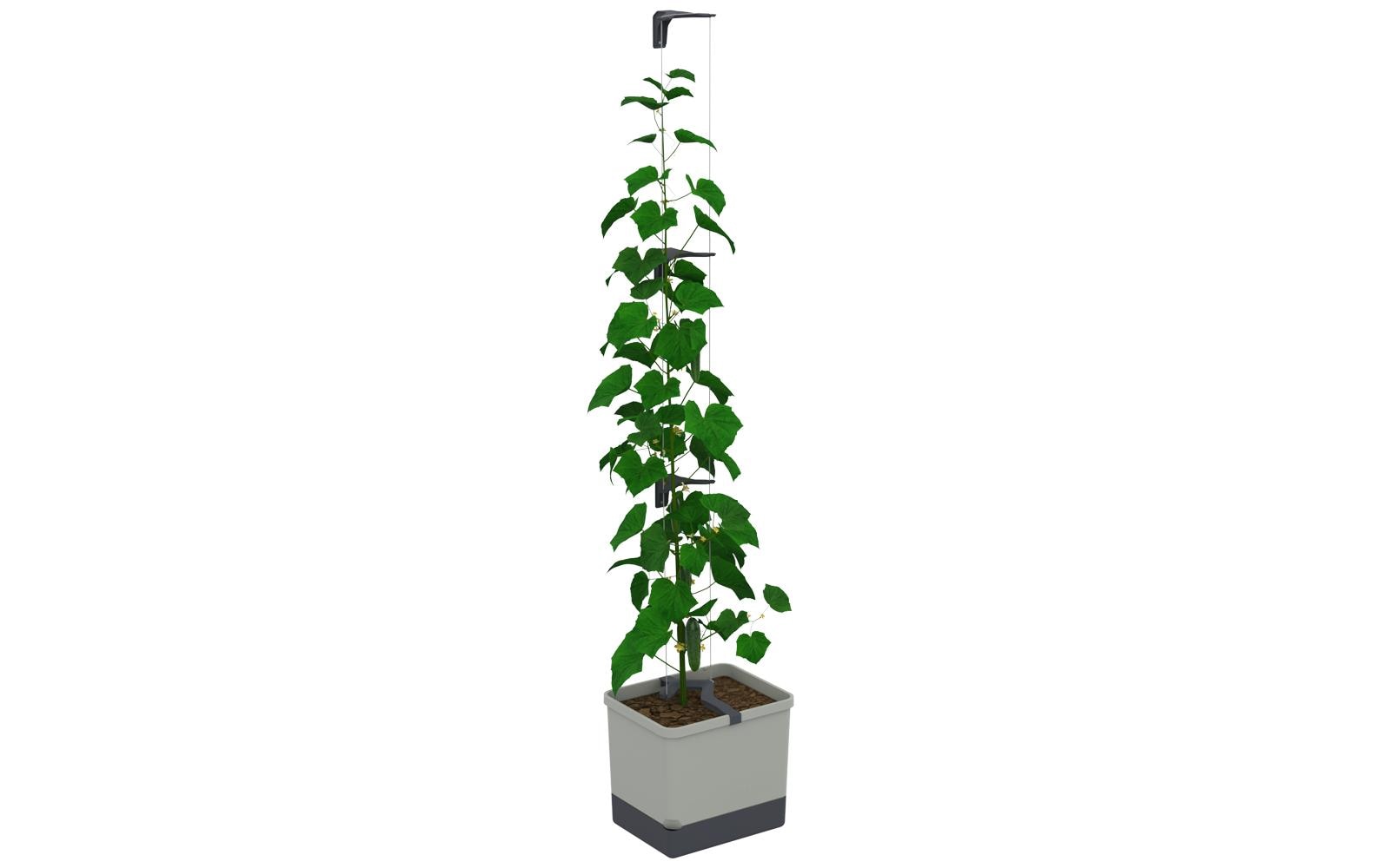 Gusta Garden CURT CUCUMBER Grauer Gurkentopf Keramik 20 cm Garten & Outdoor > Pflanzen > Pflanzengefäße Gusta Garden