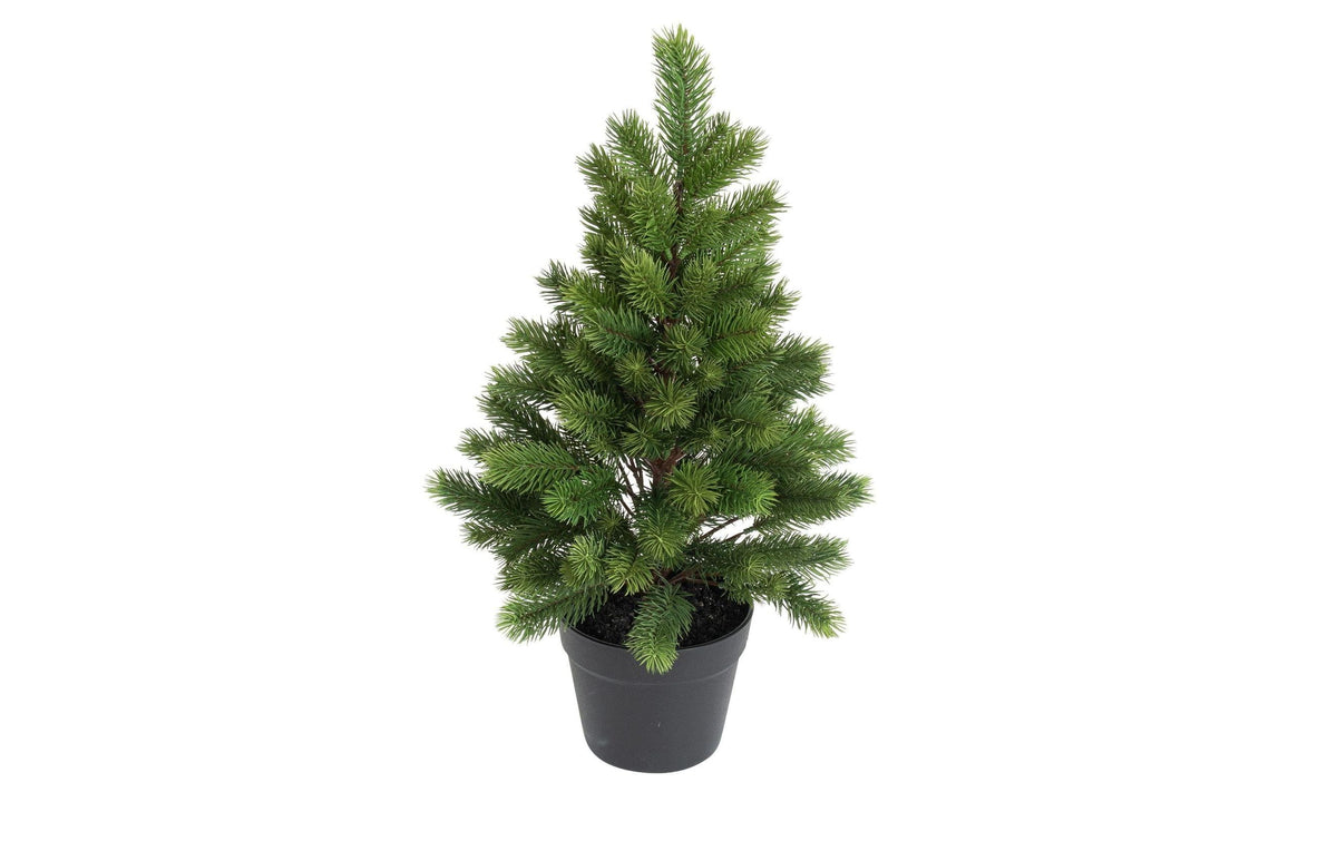 Botanic-Haus Weihnachtsbaum 60 cm, im Topf