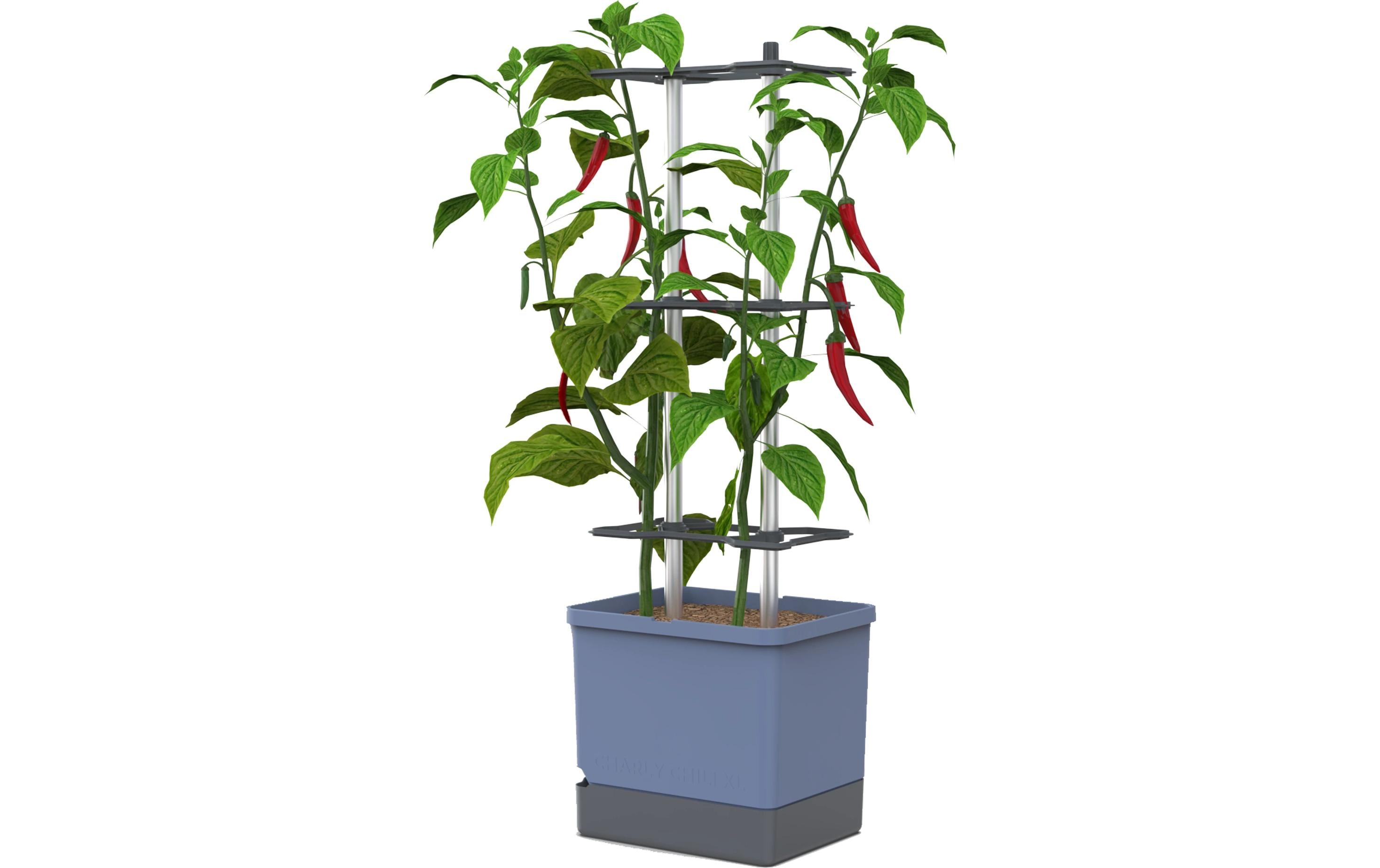 Gusta Garden Aufzuchttöpfe Chili XL Blau Wetterbeständig Garten & Outdoor > Pflanzen > Pflanzengefäße Gusta Garden