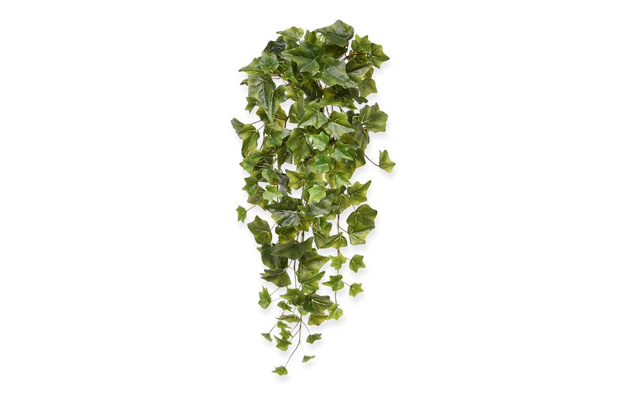 Botanic-Haus Efeu Hängepflanze 65 cm grün, H: 65 cm, D: 25cm