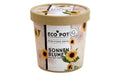 Feel Green EcoPot Sonnenblume BIO