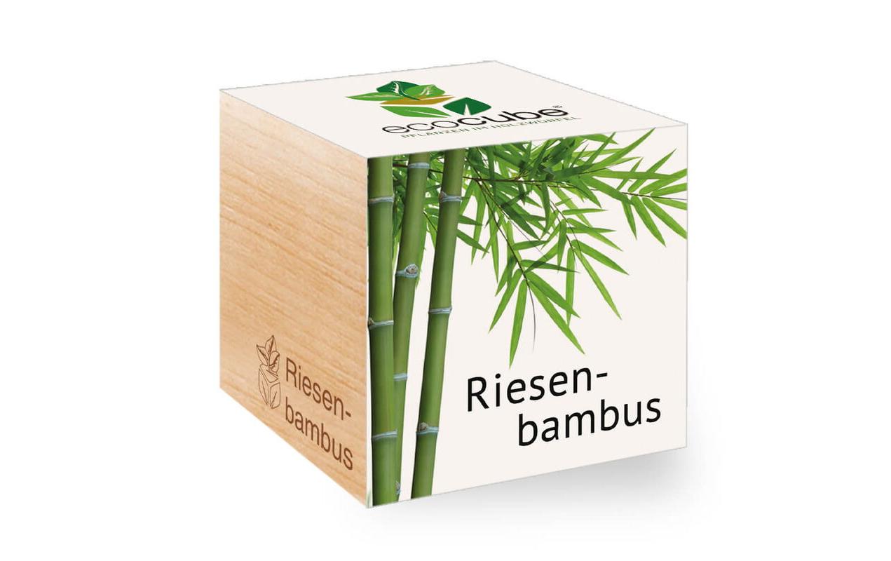 Feel Green Ecocube Riesenbambus