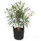 Gorilla Gardening Pflanzsack Schwarz 39 Liter