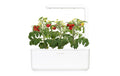 Smart Garden 3 Weiss